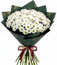 Букет цветов из:  Хризантемы #REPLACE_PRED# Мотыгино